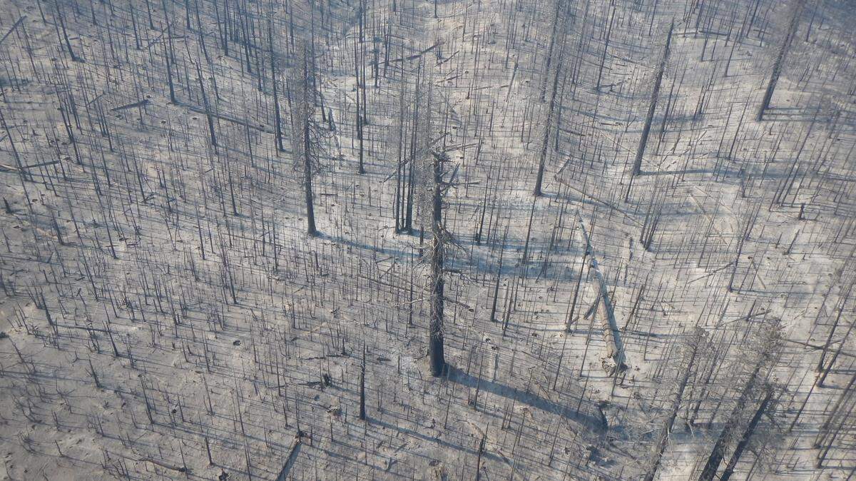 Castle Fire destruction in the Giant Sequoia National Monument’s Freeman Creek Grove, as seen from a helicopter.