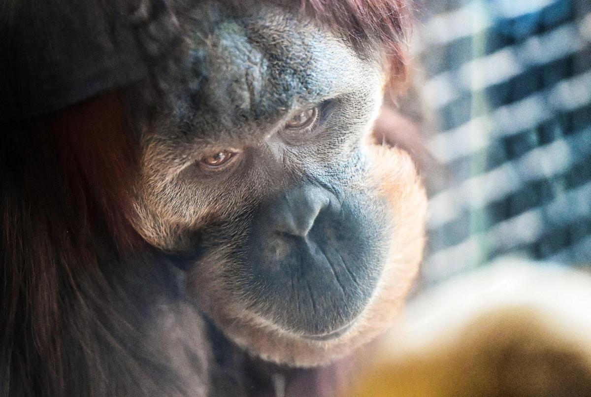 Guests get a close look through the glass at an orangutan in its exhibit inside the Kingdoms of Asia section of the Fresno Chaffee Zoo which opened to the public on Saturday, June 3, 2023.