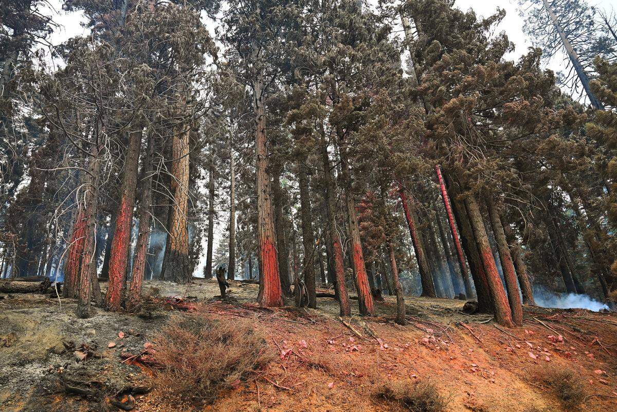 Evidence of a fire retardent drop is seen on trees along Dinkey Creek Road in the Sierra National Forest southeast of Shaver Lake Tuesday, Sept. 9, 2025. The lightning-caused fire which began Aug. 24 was reported by CALFIRE to be 15% contained at 56,724 acres burned on Tuesday.