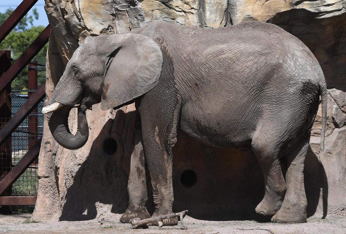 A African savanna elephant is seen at Fresno Chaffee Zoo, Thursday, April 7, 2022 in Fresno.
