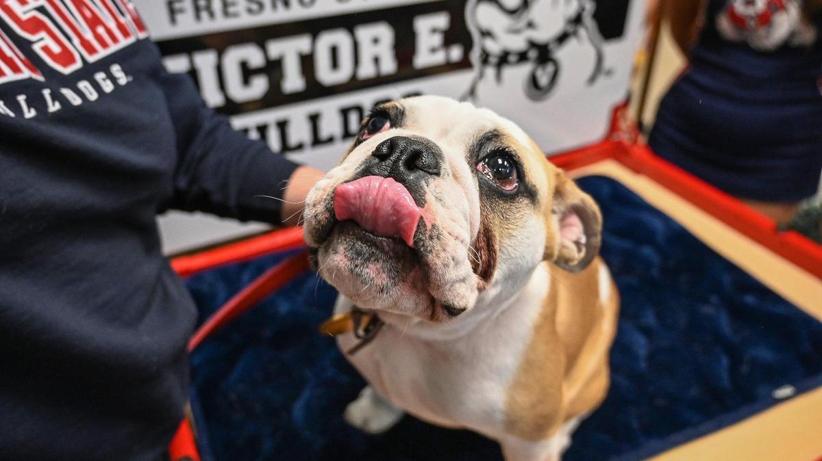 Victor E. Bulldog IV is introduced as Fresno State University’s newest live mascot during a press conference at the Smittcamp Alumni House at Fresno State on Tuesday, Nov. 29, 2022. Victor E Bulldog IV will officially take over for the retiring Victor E. Bulldog III during a changing of the collar ceremony in the spring.