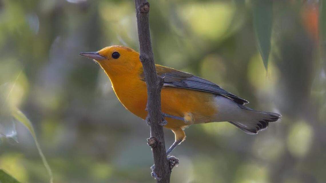 This Prothonotary Warbler was spotted in Fresno’s Woodward Park, Sept. 4, 2022. It’s the first time the bird has been spotted in Fresno County, according to the Fresno Audubon Society.