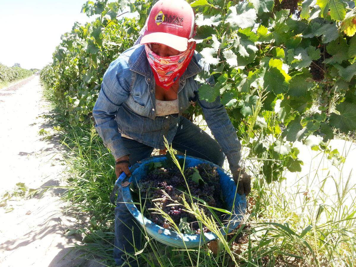 Odilia Chavez working harvesting raisin grapes.