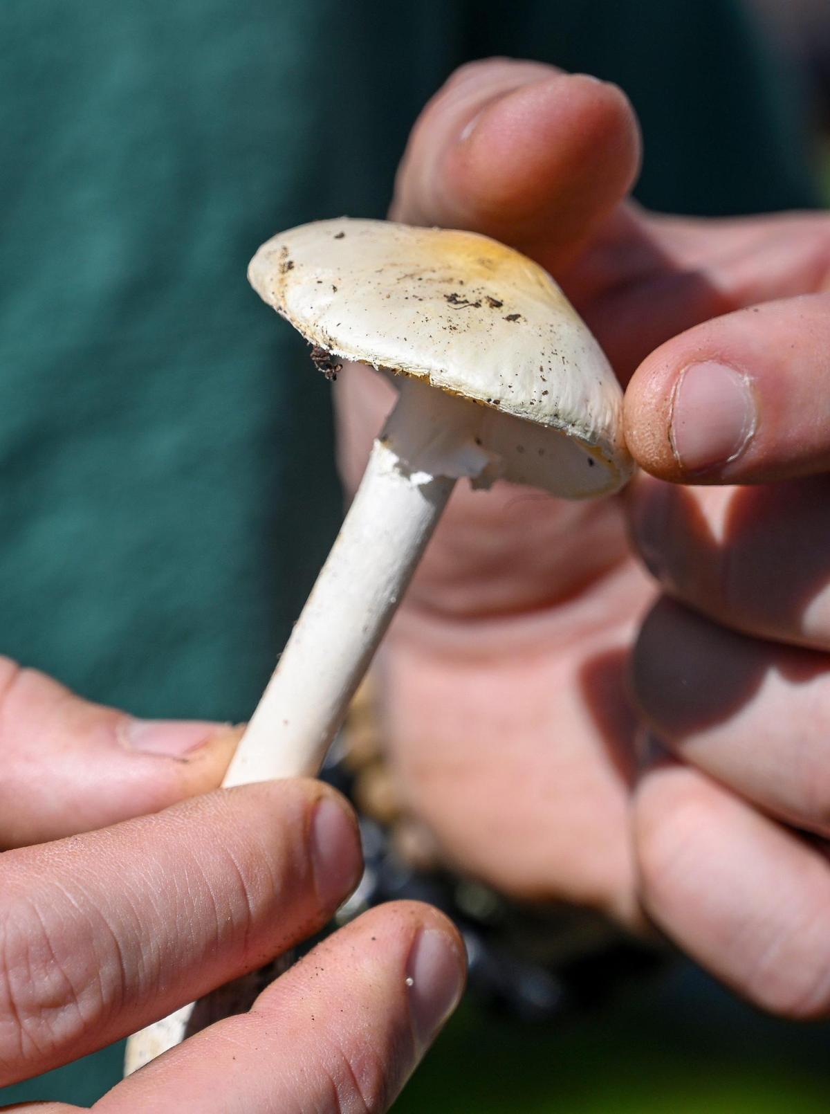 UC Merced mycology grad student Chris Bivins holds up a amanita ocreata, otherwise known as western destroying angel, the most deadly toxic mushroom in the foothills, while leading a Sierra Foothill Conservancy mycology hike to look for mushrooms and fungi in the McKenzie Preserve in the foothills near Millerton lake on Saturday, March 1, 2025. The mushroom