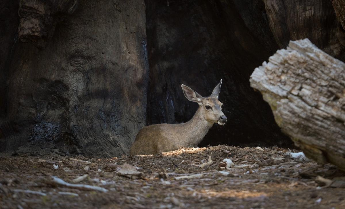 A deer sits at the base of the Grizzy Giant sequoia tree in Yosemite National Park's Mariposa Grove on Tuesday, June 12, 2018.