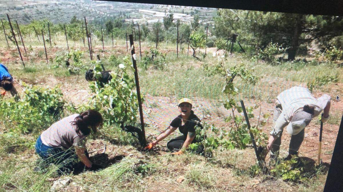 Workers tending to plantings at the Nassar family farm in the West Bank.