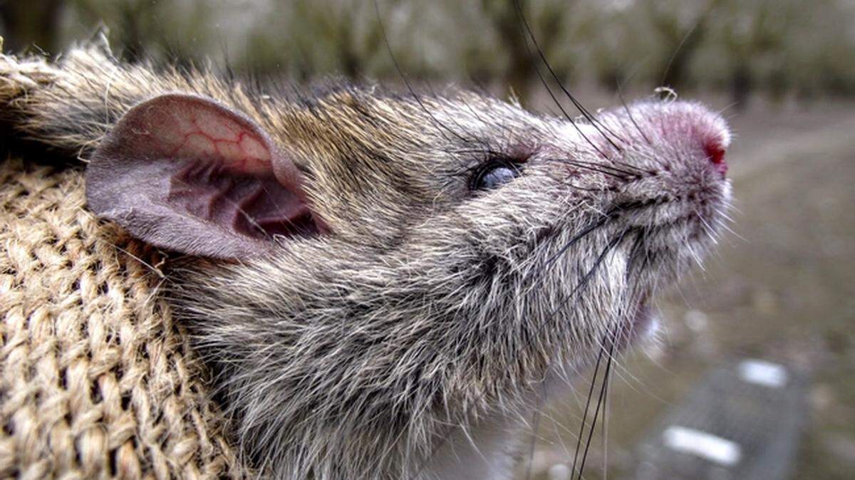 Roof rats are common in California and can measure up to 18 inches, including tail. They tend to be found in the upper parts of buildings, like attics.