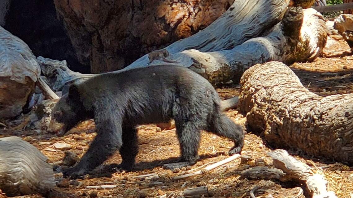 Clashes between bears, humans are up 52% in Yosemite. What’s behind the trend?