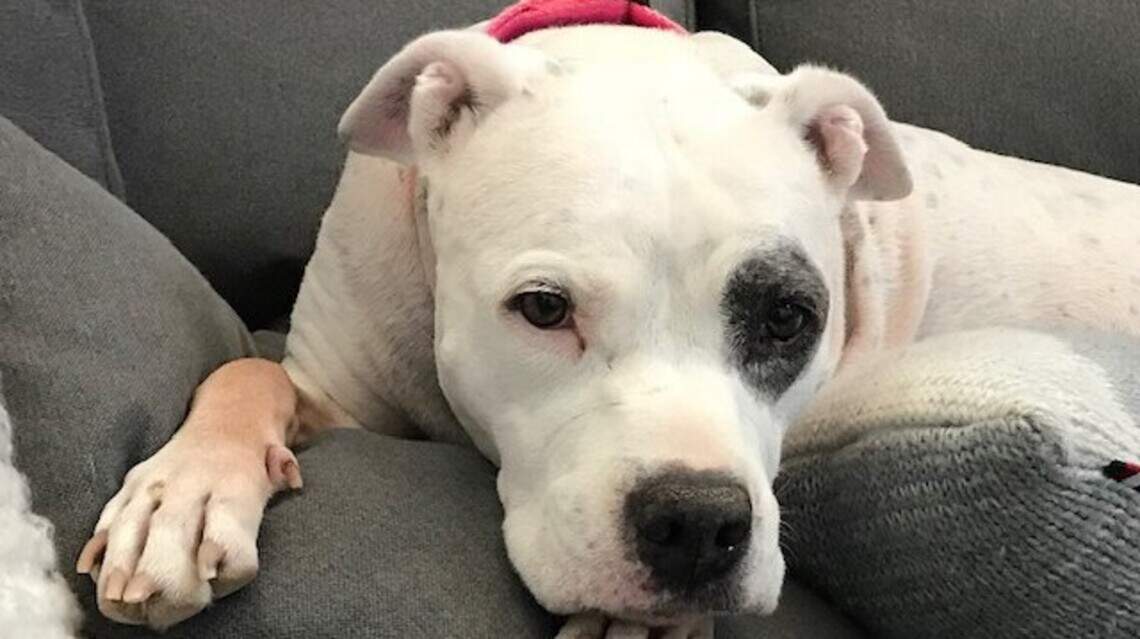 Jersey Girl, Maria and Victoria in Pet Pix