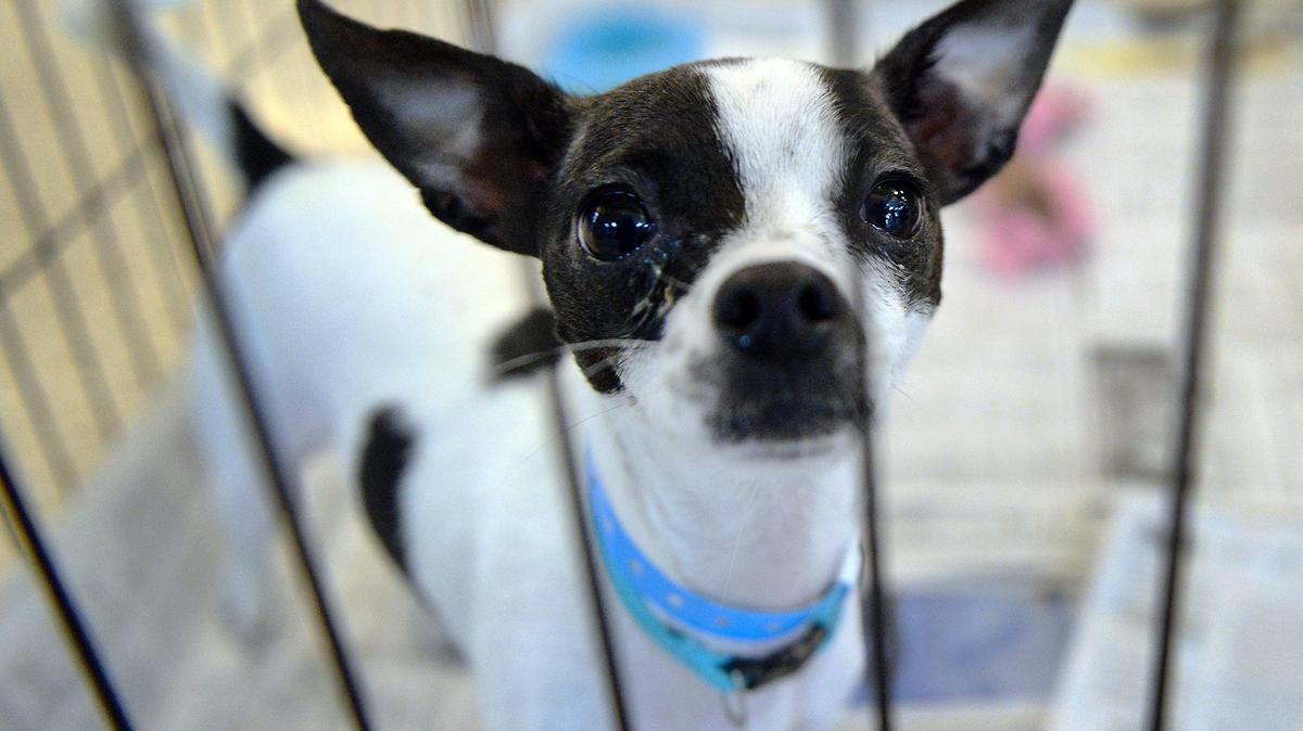 Tip, a chiihuahua blend rescue dog, looks out from her crate during a 2018 Central California SPCA adoption event.