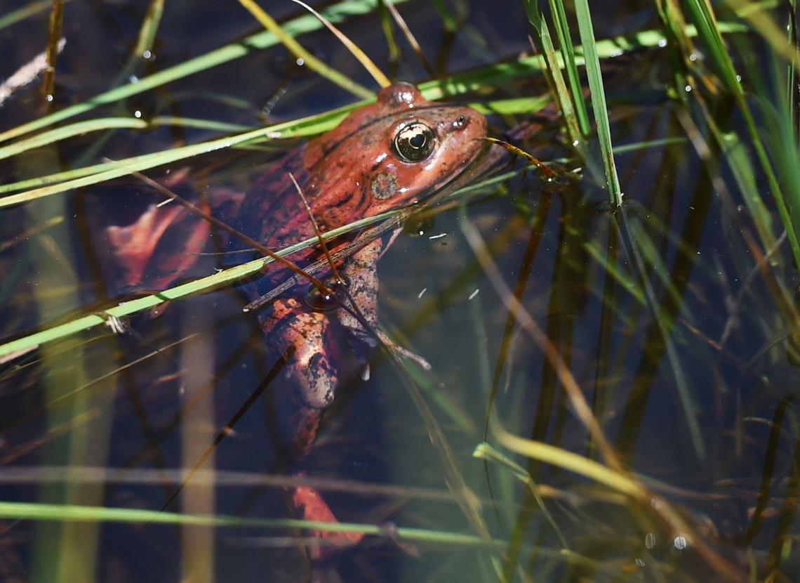 A threatened California red-legged frog suspends its legs into the water after being released in Cook’s Meadow Friday, May 3, 2019 in Yosemite Valley.
