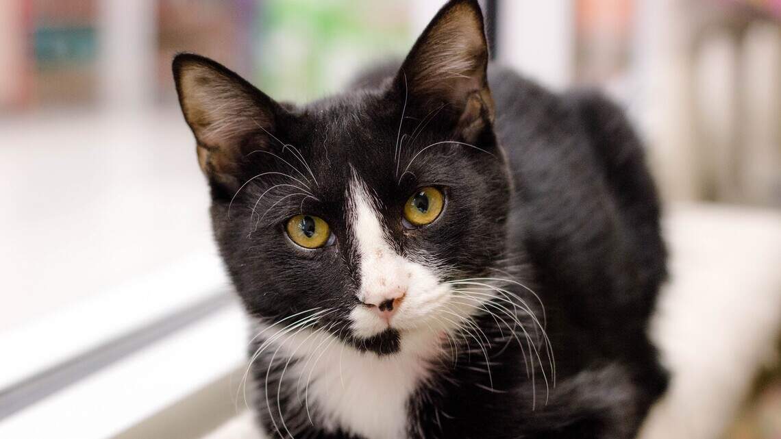 Miss Kitty, Peaches, Princess and Rexy are looking for new homes!