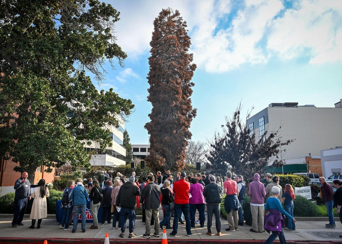 Residents gather around the Legacy Tree giant sequoia during a ceremony honoring the tree before it was cut down due to a fungal infection in downtown Visalia, on Thursday, Feb. 21, 2025.