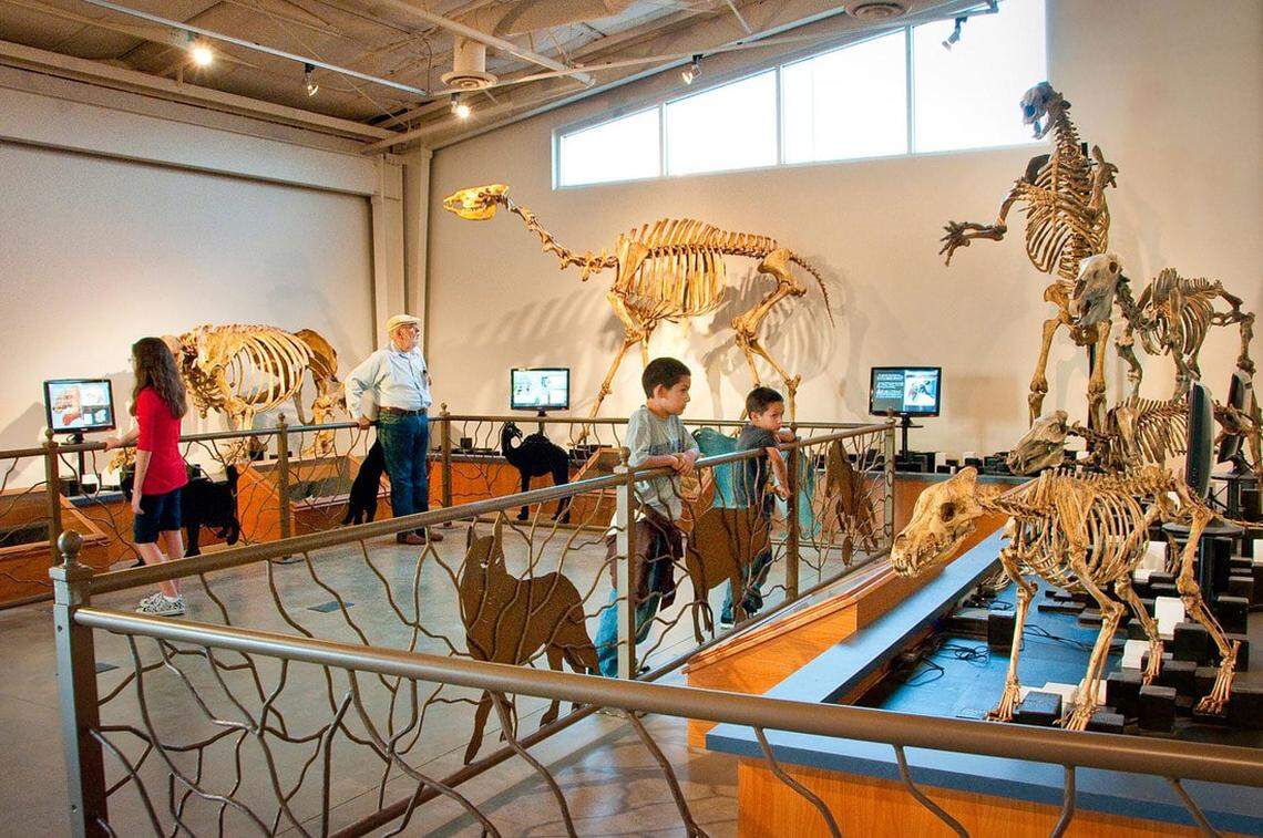 A variety of fossils is seen at the Fossil Discovery Center of Madera County in Chowchilla.