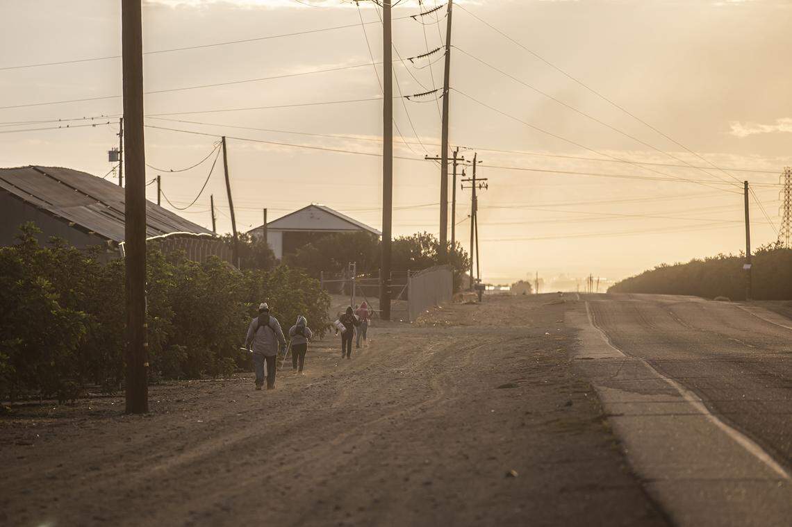 Farmworkers walk past rows of trees on an orchard outside of Firebaugh in Fresno County on Sept. 24, 2025. Photo by Larry Valenzuela, CalMatters/CatchLight Local