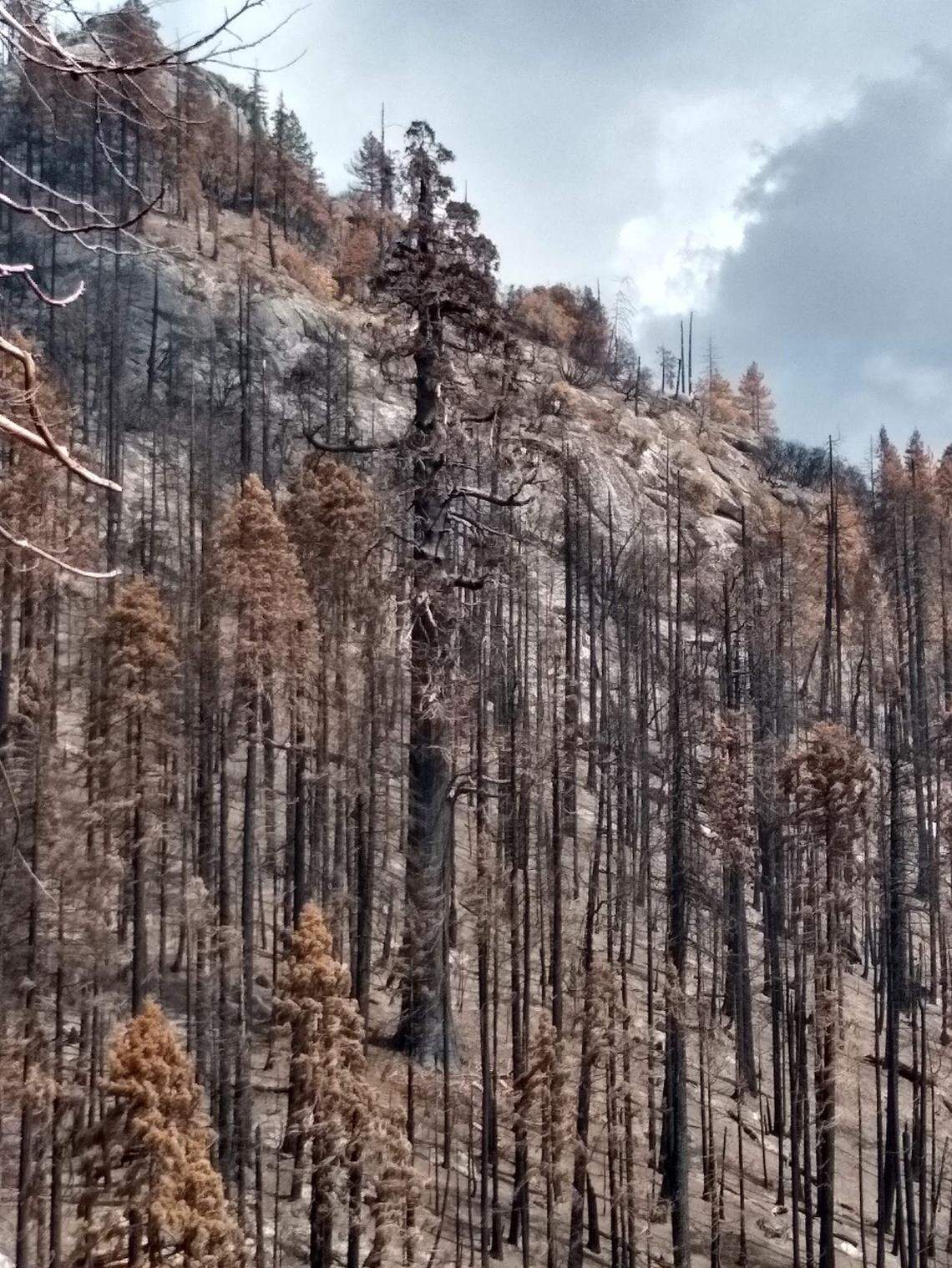 Board Camp Grove in Sequoia National Park after California’s 2020 Castle Fire.