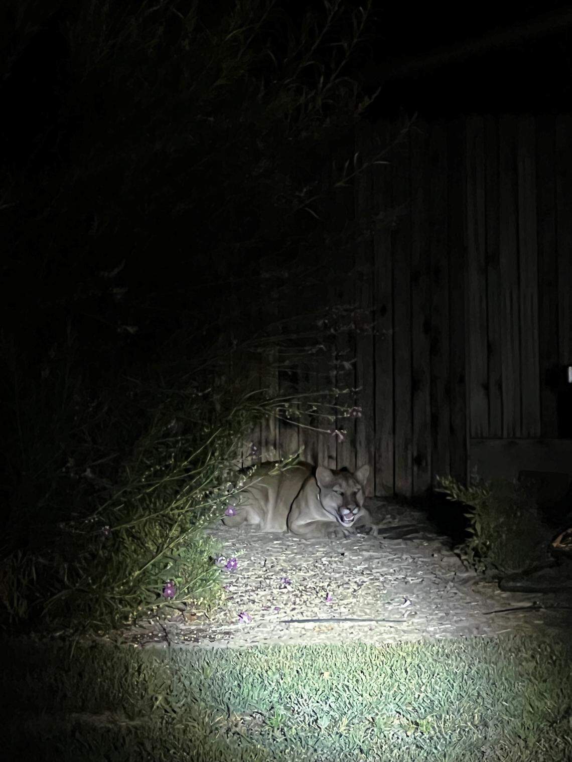 A mountain lion that wandered into a Visalia neighborhood early Sunday was tranquilized and captured safely, police said in a statement.