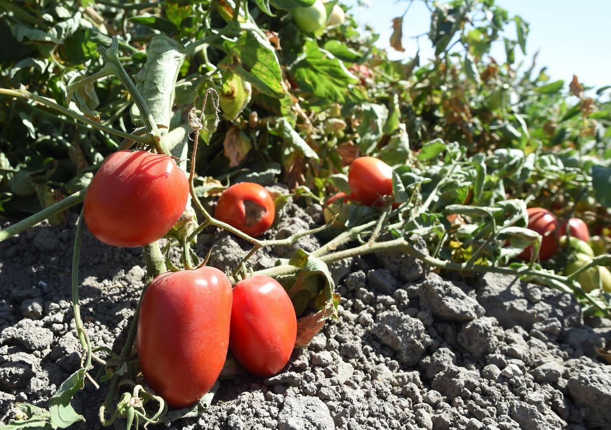 Roma-type tomatoes sit in a Los Banos field after harvest. Cannon Michael, President of Bowles Farming Company of Los Banos, is looking for solutions to alleviate after-harvest surplus, such as tons of tomatoes left in one of their fields. He estimates a third of hand-harvested crops are left to rot in the field after each season.