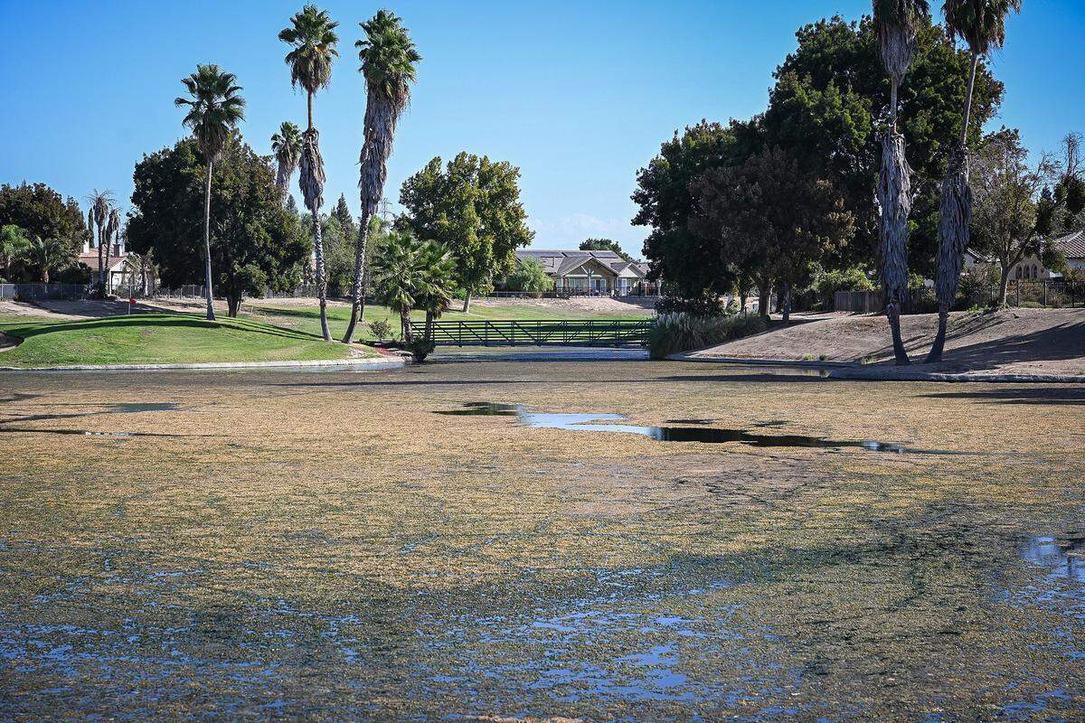 Algae grows in one of the ponds in the Greenhills Estates community in east Chowchilla. A dispute between the community's home owners association and water resource council has led to the water being shut off to the ponds causing the algae blooms and mass fish die-off.