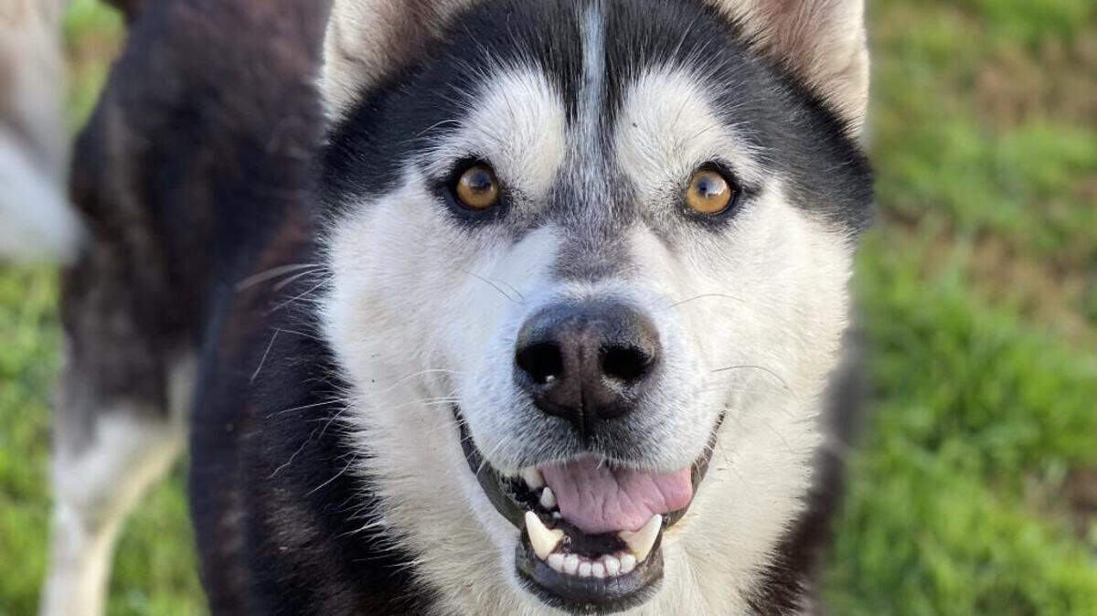 Oscar, a husky up for adoption in Fresno.