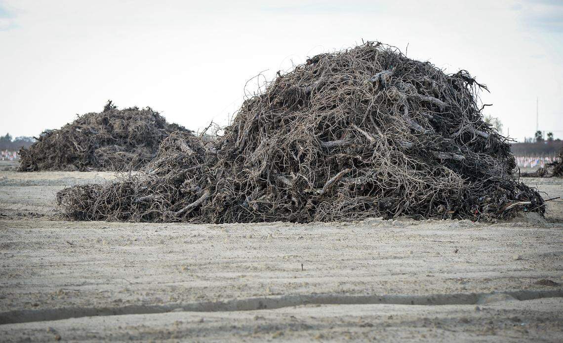 Vineyard piles await burning a short distance from Laura Garcia’s family home in the rural Fresno County community of Raisin City on Friday, Feb. 12, 2021. Laura is a mother of 5, with one on the way, and is concerned about how the air quality due to nearby burns is affecting her kids. Her 8-year-old has asthma.