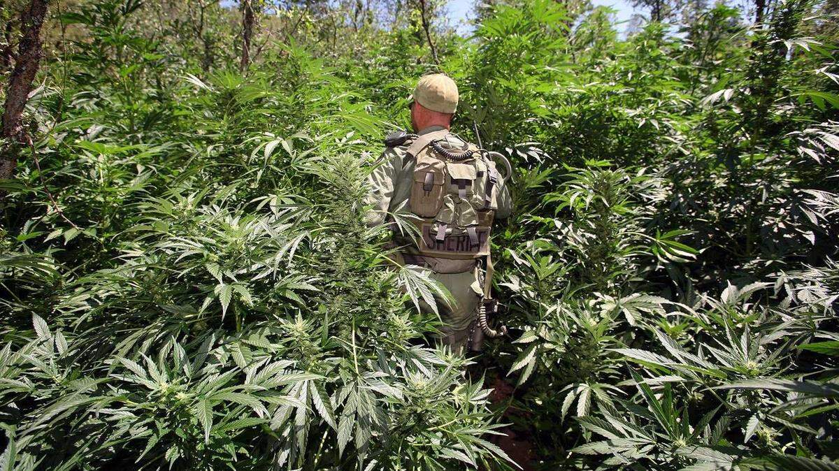 A Fresno County Sheriff’s Department investigator walks through a forest of marijuana plants growing on public lands west of Shaver Lake in 2009. Law enforcement tries each year to attack illegal marijuana farms in California’s forests, saying Mexican cartels use huge amounts of pesticides that threaten endangered species.