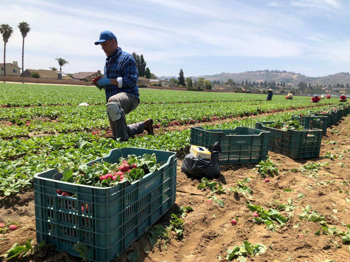 U.S. Senator Alex Padilla a Democrat from California works alongside farmworkers in the radish harvest at Muranaka Farms in Moorpark, CA, as part of the United Farm Workers and UFW Foundation’s ‘Take Our Jobs’ campaign.