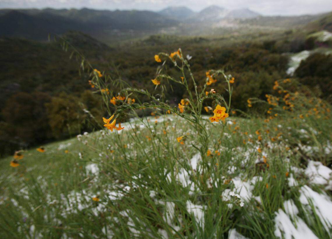Roadside wildflowers above Squaw Valley along Highway 180 in April 2011.