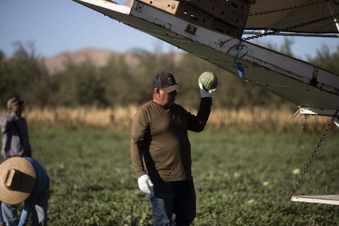A farmworker picks up a melon while harvesting at a melon farm outside of Firebaugh on Sept. 11, 2025. Photo by Larry Valenzuela, CalMatters/CatchLight Local