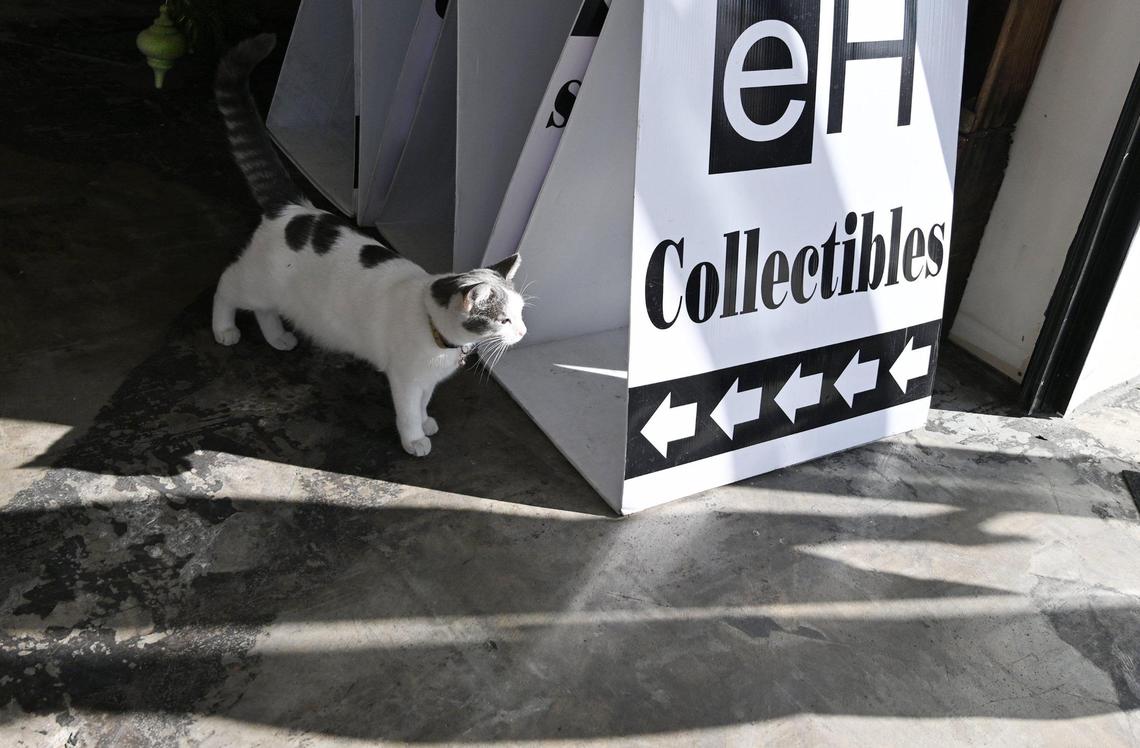 Sicily, one of the two shop cats, peers out as Gabe Thomas opens up his eclecticHouse market place for business Wednesday, Nov. 22, 2023 in Fresno.