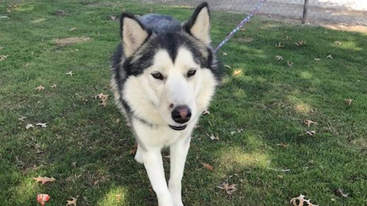 Rocket is approximately 1 to 2-year-old, male, Alaskan Husky. Plays well with other dogs, very friendly and is looking for his forever home. He is available at Second Chance Animal Shelter in Selma., 2831 W. Front St. 559-896-7227; SCAS.Selma@gmail.com or www.2ndchanceanimalshelter.org.