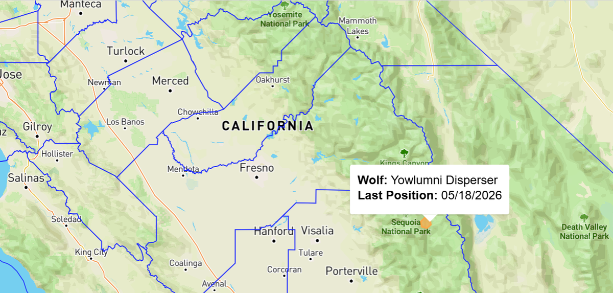 A gray wolf, a three-year-old female, was spotted in Sequoia National Park on Sunday morning. The wolf was still in the park as of Monday afternoon, according to the California Department of Fish and Wildlife.
