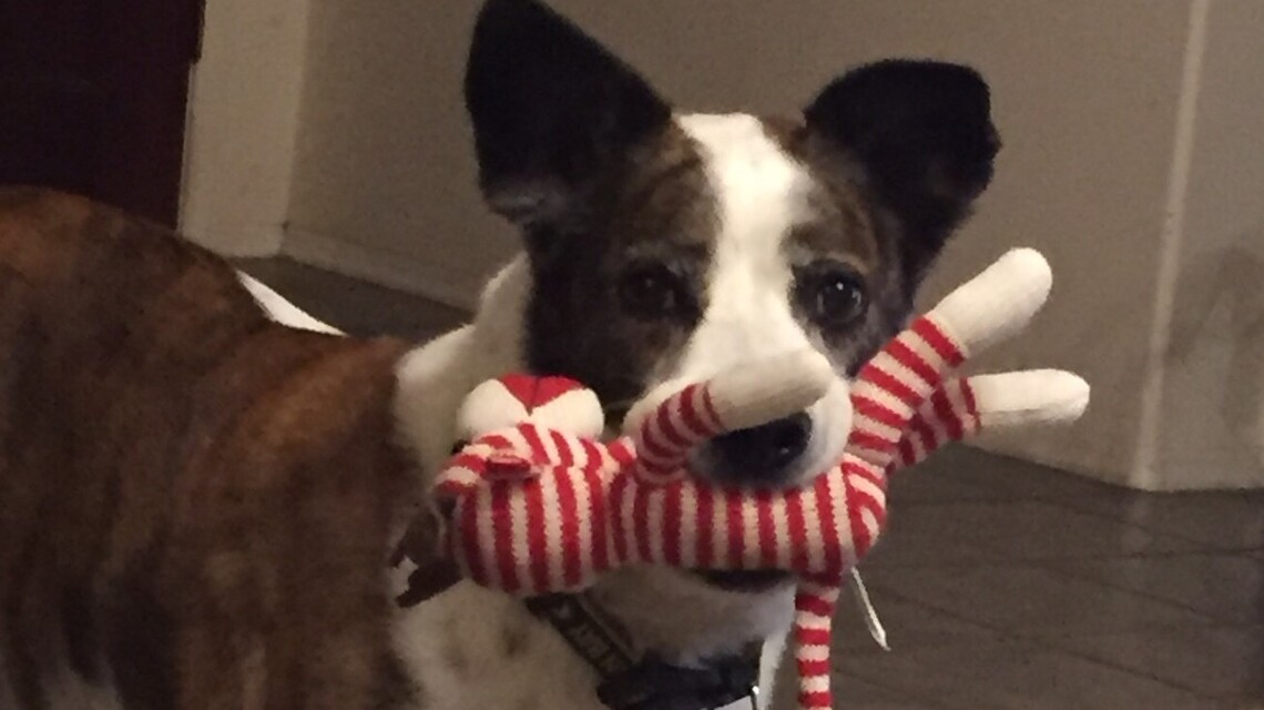 Lambeau, Ruby and Tiki Dee in Pet Pix!