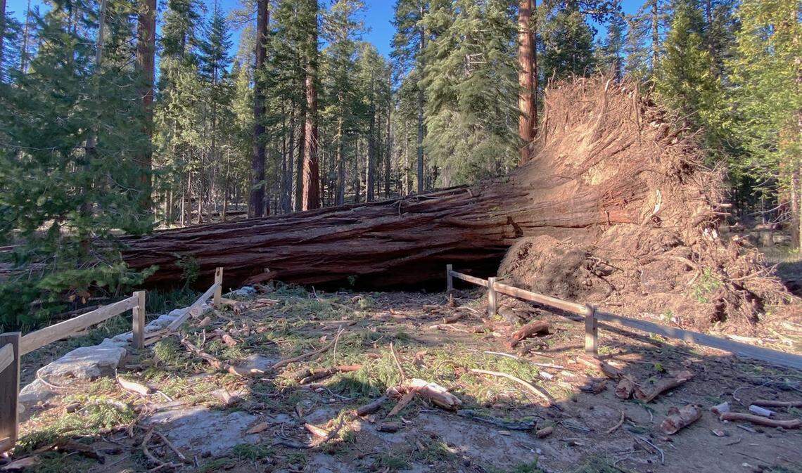 A fallen giant in Yosemite’s Mariposa Grove of Giant Sequoias after strong winds ripped through the area on Jan. 18, 2021.