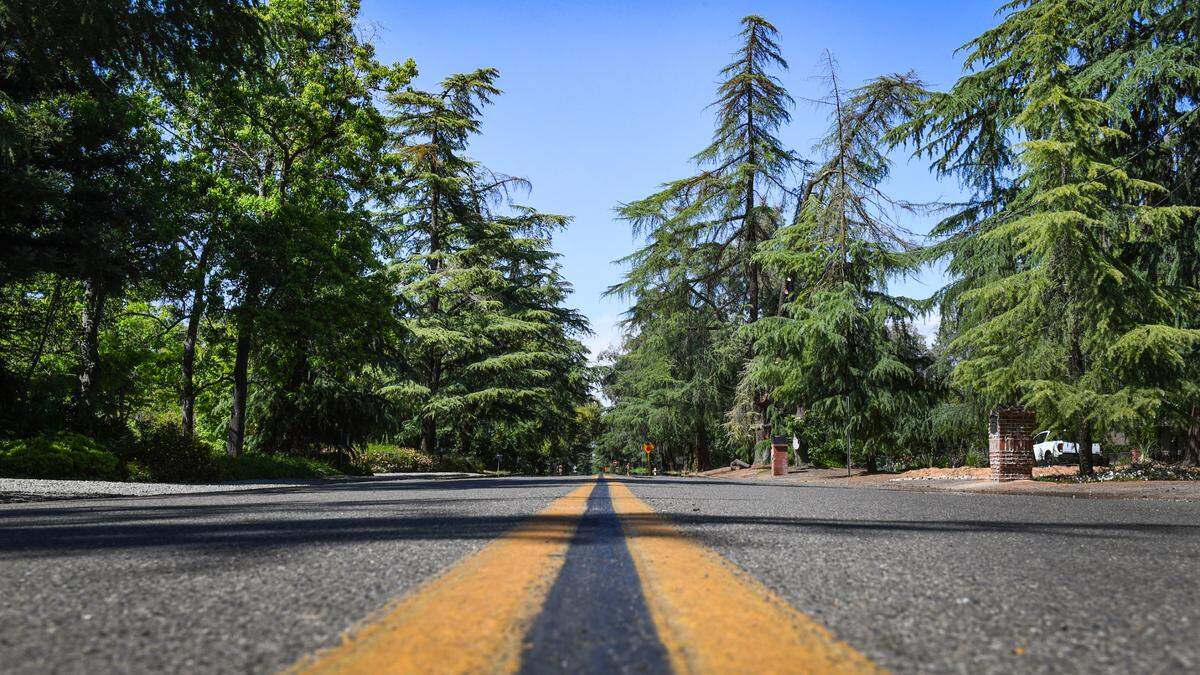 Deodar cedars and other large trees line Van Ness Boulevard looking north from Saginaw Way in the Old Fig Garden area of Fresno on Tuesday, April 28, 2021.