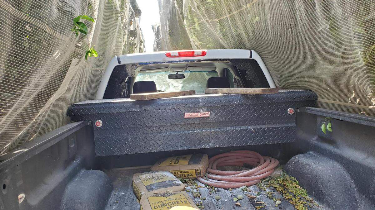 A pickup is lodged in an orchard after a Fresno County Sheriff’s office pursuit on Friday, June 21, 2019.