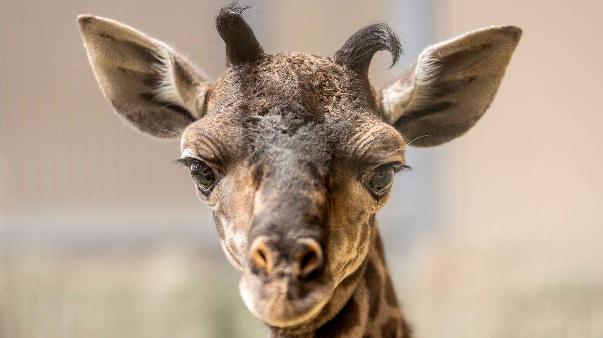 Fresno Chaffee Zoo announced the birth of a Masai giraffe. The male calf was born in May.