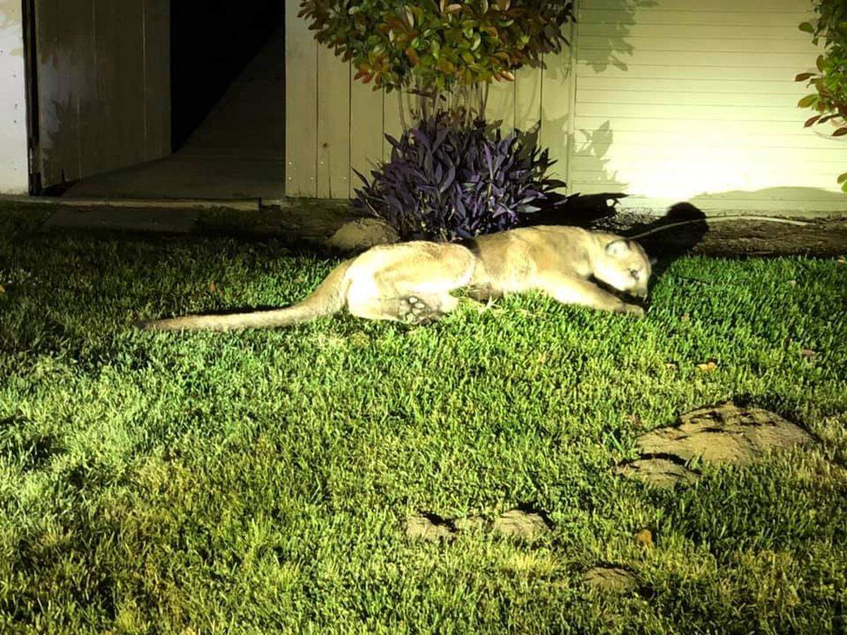 Tulare police say mountain lion was found wandering a neighborhood on Saturday, April 20, 2019.
