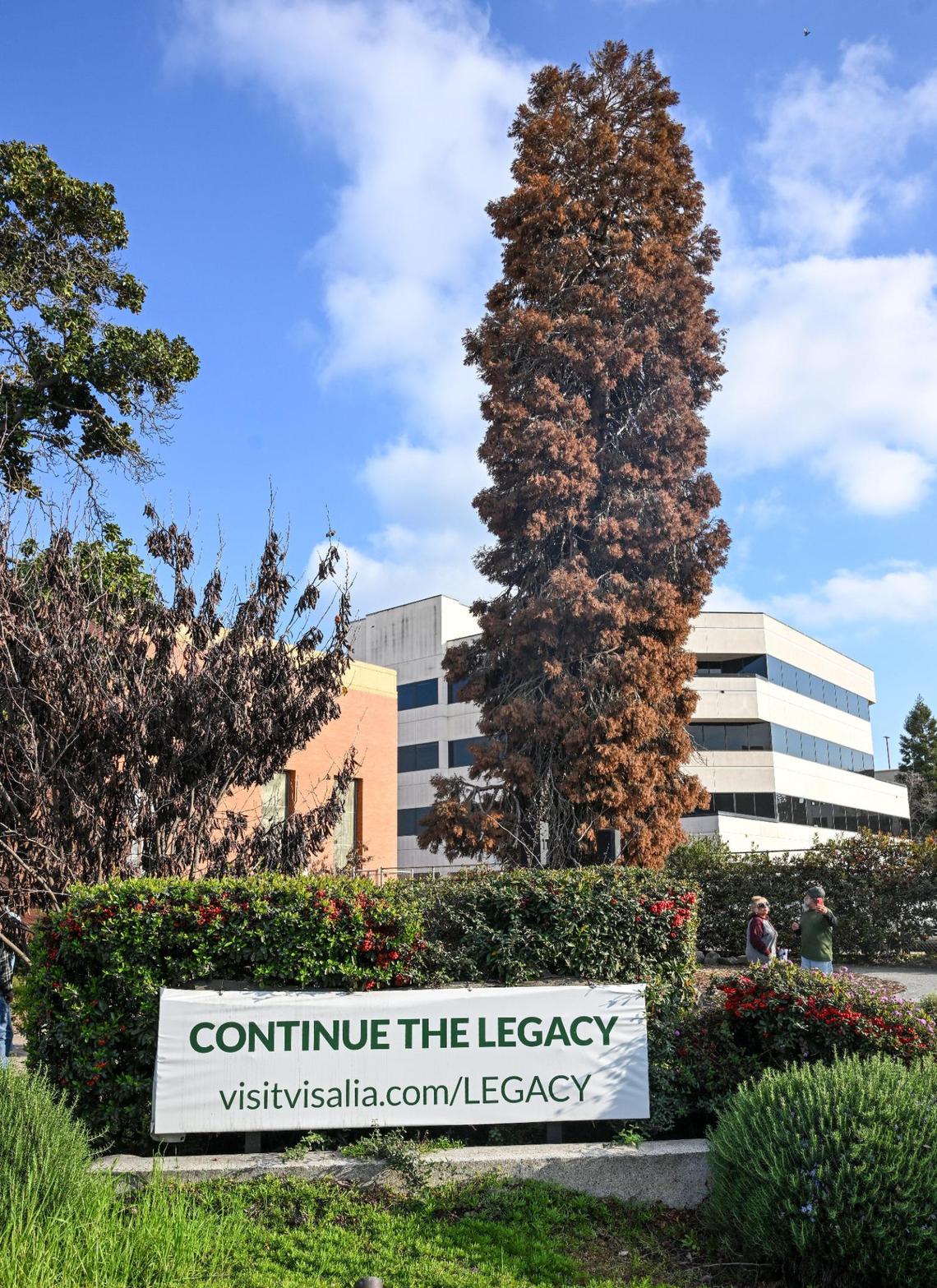 A banner covers the Legacy Tree sign in front of the giant sequoia tree planted almost 90 years ago as a three-year-old sapling next to the Visalia Post Office in downtown Visalia, on Thursday, Feb. 21, 2025. The tree was removed after dying due to a fungal infection.