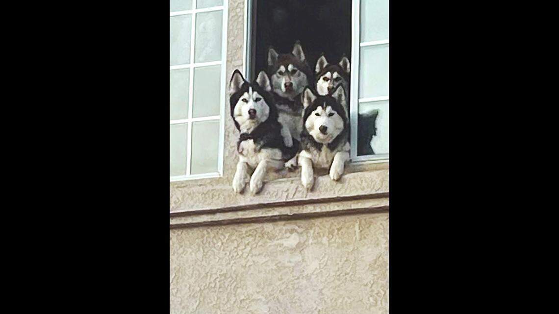 How a family of Huskies became local celebrity pets and a cute attraction in California