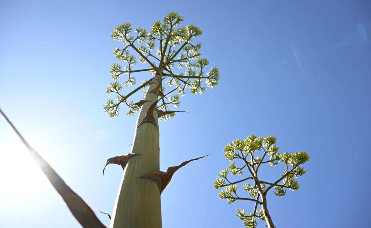 Two stalks from the agave americana plant at the Clovis Botanical Garden, the tallest around 20 feet in height, shown Friday, June 20, 2025 in Clovis, CA.