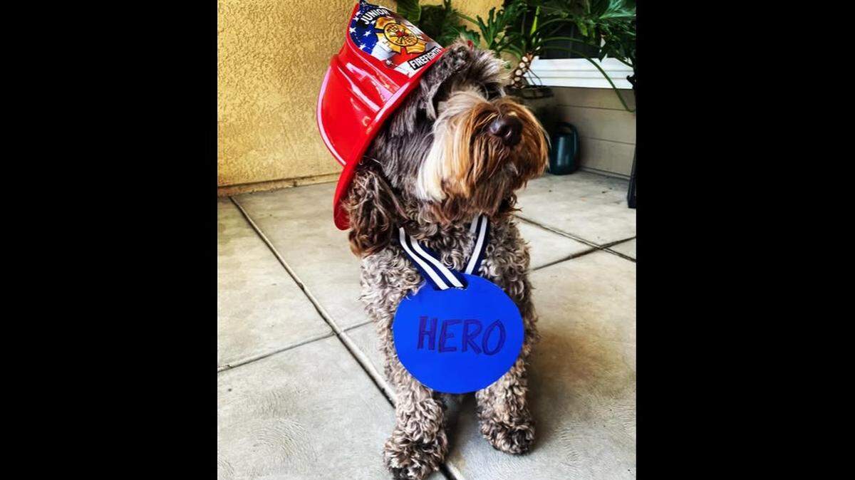 Charlie the Labradoodle saved families, including Caleb Quick’s family as a fire spread in a neighborhood on April 28, 2023.