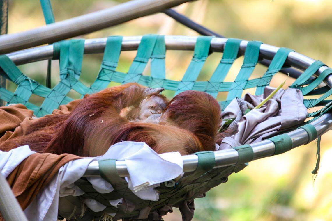 The baby orangutan being cradled here at the Fresno Chaffee Zoo was born Nov. 5, 2018.