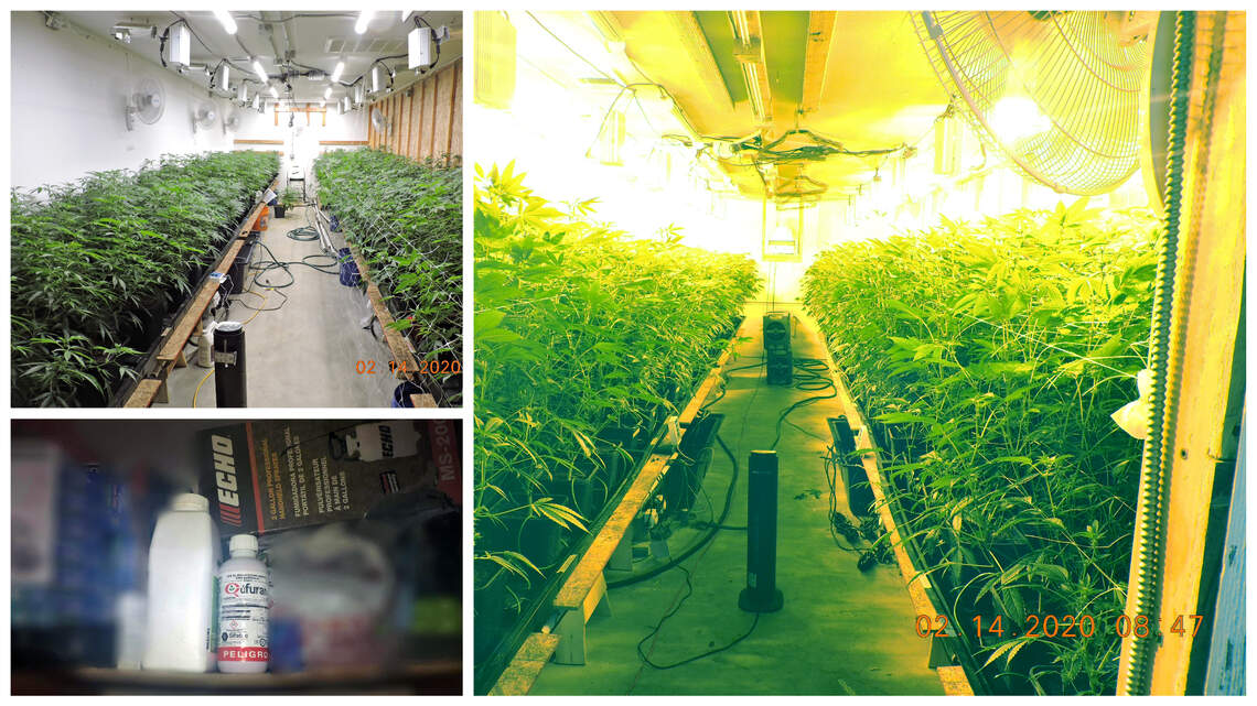 78-year-old cited after $2.3 million worth of pot found on Squaw Valley property, sheriff says