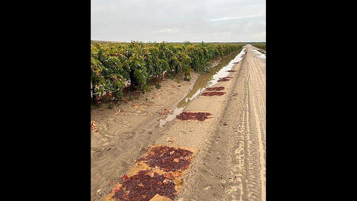 Thursday’s rain storm interrupted the annual raisin drying season near Caruthers in Fresno County.