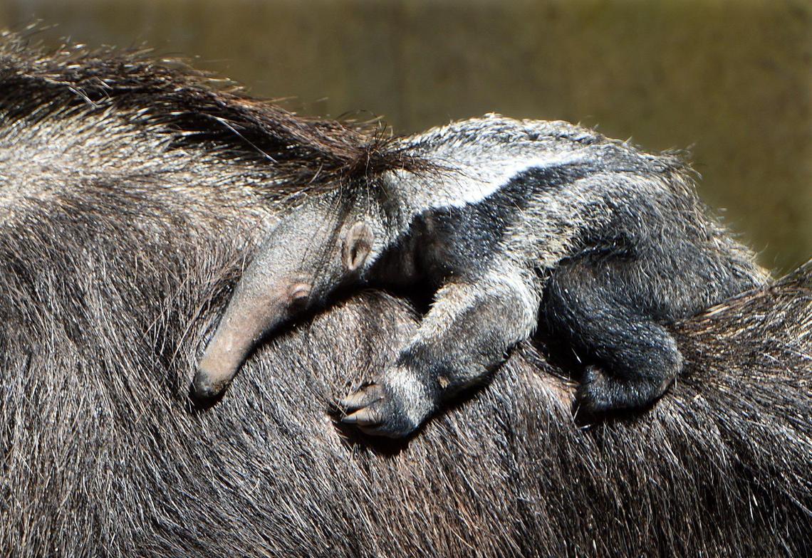 Four-week old giant&nbsp;anteater female pup Aji, clings to the back of her mother, Chive, as they spend their second day, Wednesday March 23, 2022, out of their interior enclosure, taking advantage of the warm weather. Chive will carry Aji on her back for several months.
