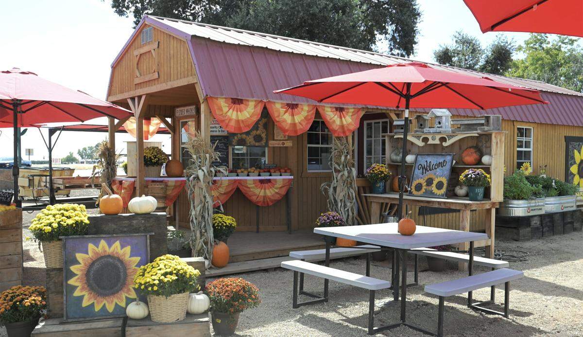 The Sunflower Farm Stand along Highway 180 near Sanger, is among several farms that are open to the public for fall-related fun. The Sunflower Farm Stand includes pumpkin picking, sunflowers, a corn maze and a pumpkin launching device. Photographed Thursday, Oct. 2, 2025 near Sanger.