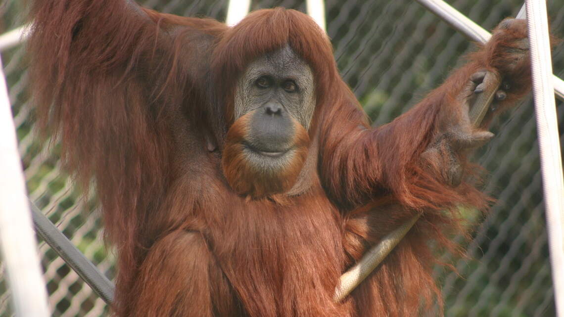 Chaffee zoo orangutan dies of cancer. She liked ‘ChapStick, tomatoes and men with beards’