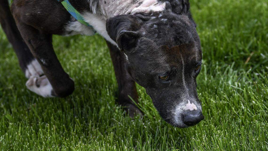 Old Trainer: Help! My dog won’t behave during walks