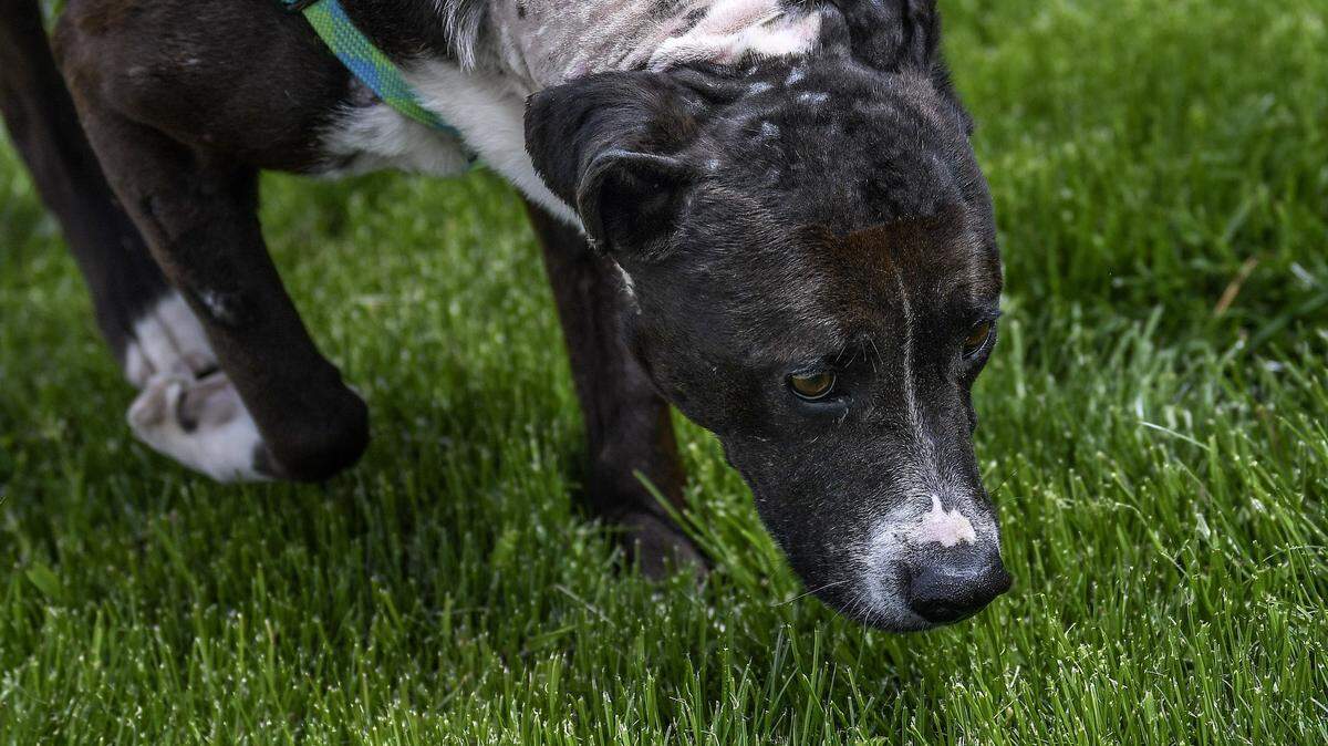 A mixed breed dog named Polo sniffs the grass while being walked outside the Capital Area Humane Society by volunteer Mara Zile on Friday, May 8, 2020, in Lansing, Mich.